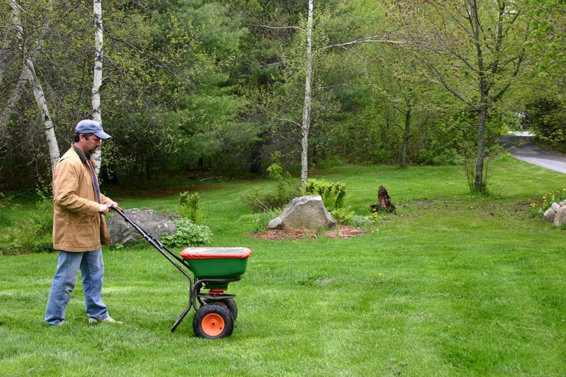 Everything to Know About Growing Tall Fescue Grass
