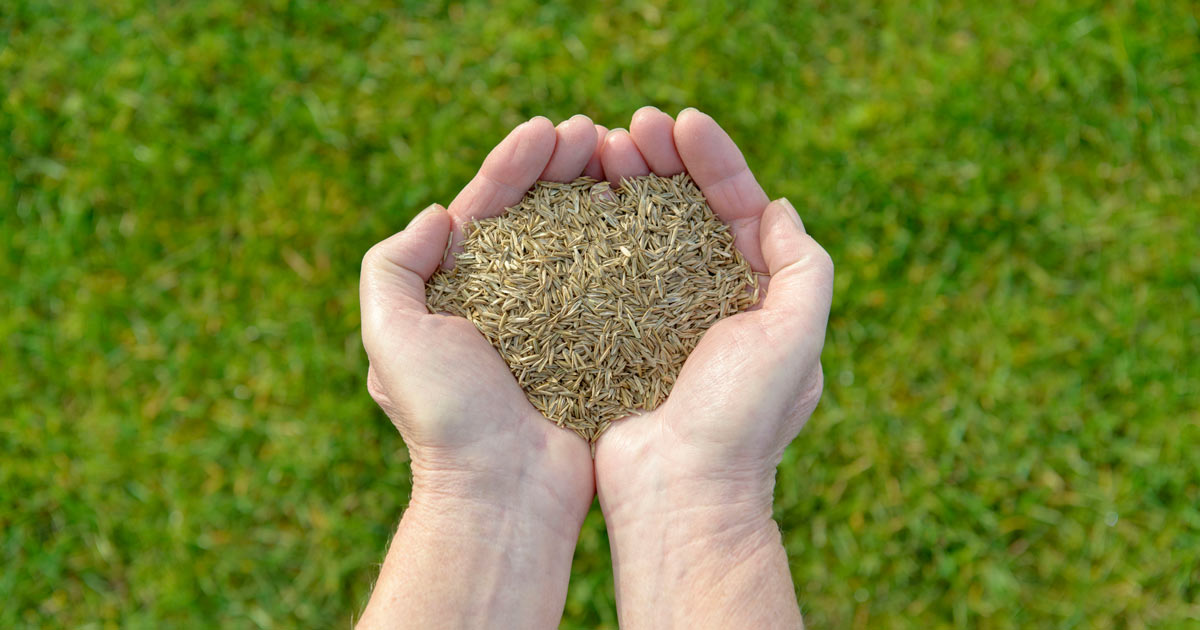 Everything to Know About Growing Tall Fescue Grass