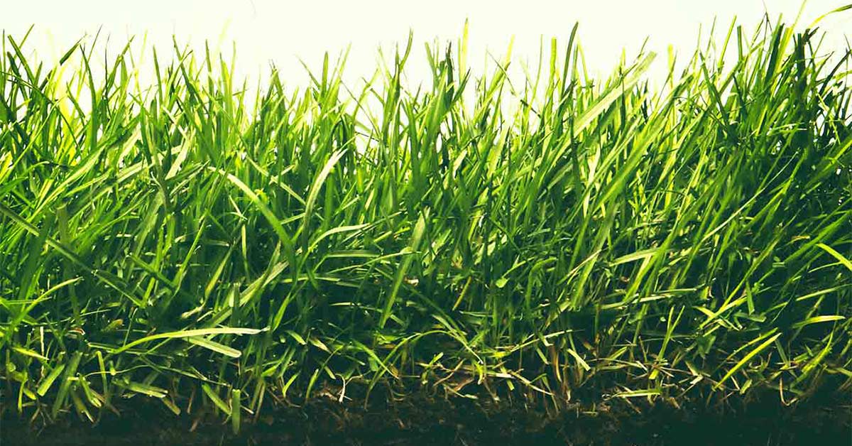 When to cut new fescue grass cheap