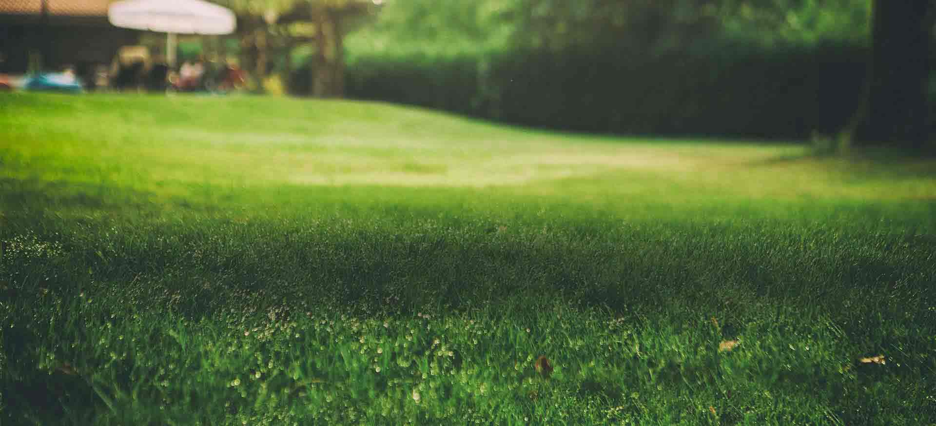 Tall fescue lawn